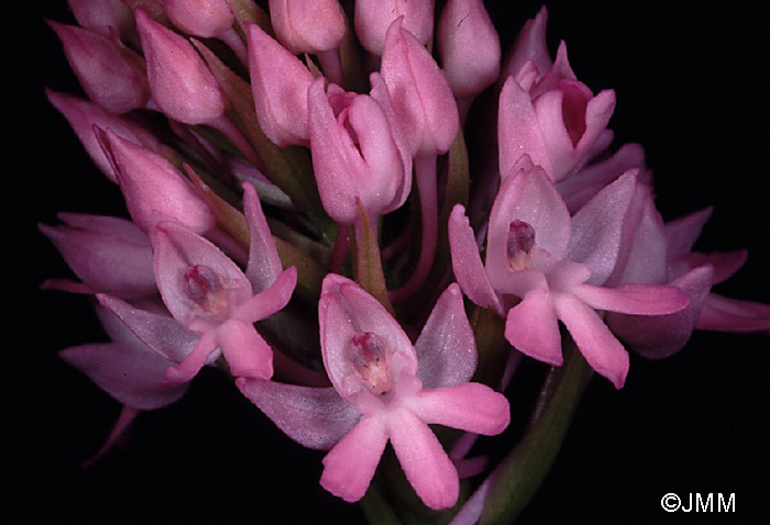 Anacamptis pyramidalis var. brachystachys