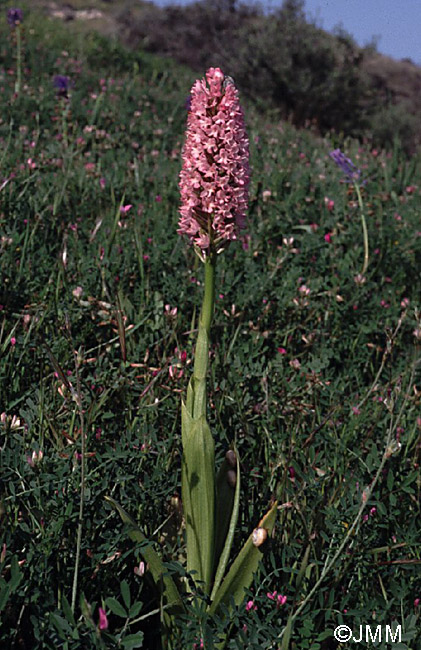 Anacamptis pyramidalis var. brachystachys