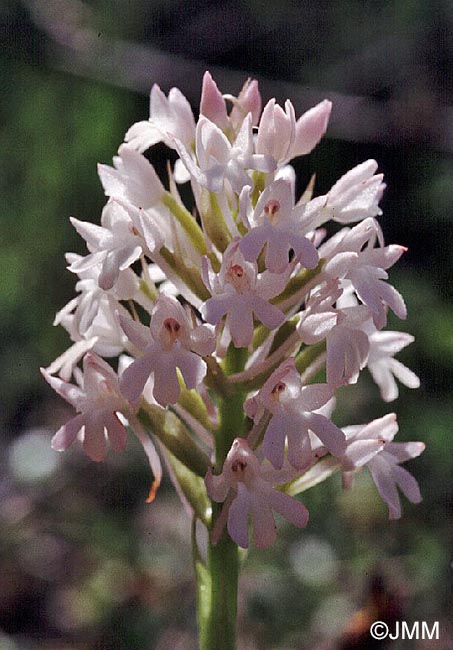 Anacamptis pyramidalis var. brachystachys f. albiflora