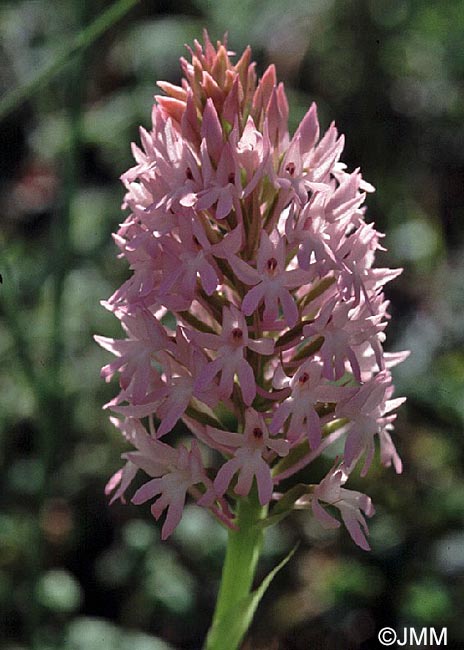 Anacamptis pyramidalis var. brachystachys