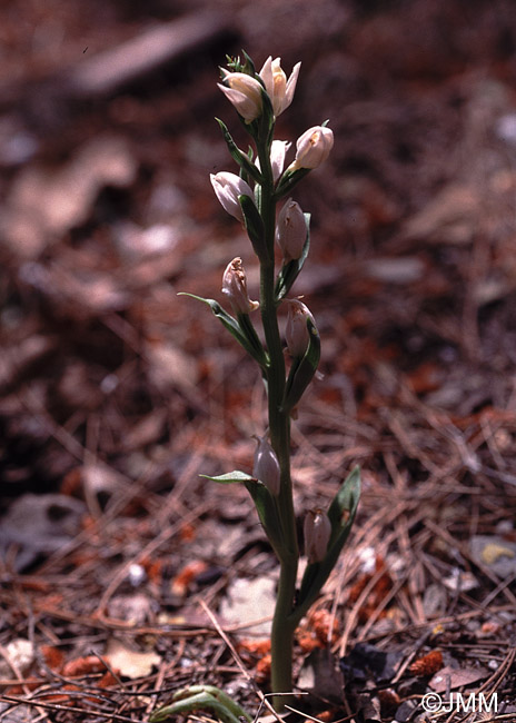 Cephalanthera cucullata