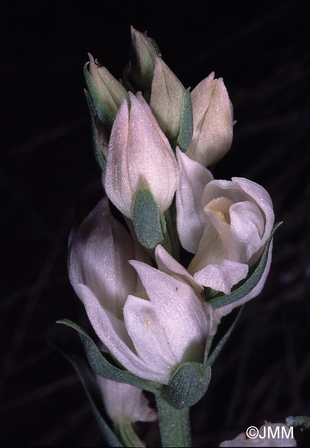 Cephalanthera cucullata