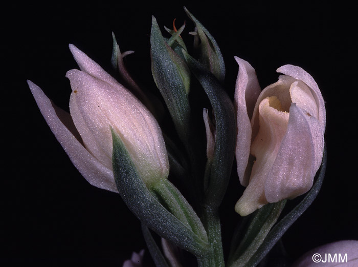 Cephalanthera cucullata