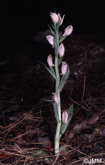 Cephalanthera cucullata