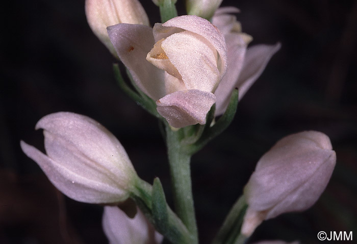 Cephalanthera cucullata