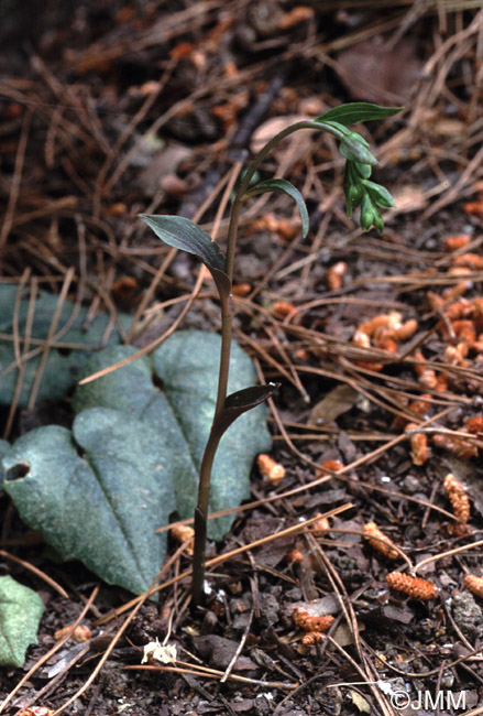 Epipactis cretica