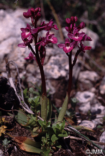 Orchis quadripunctata