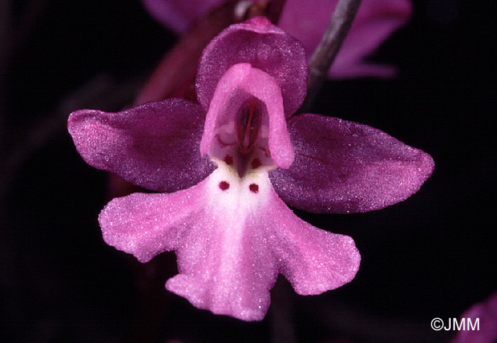 Orchis quadripunctata