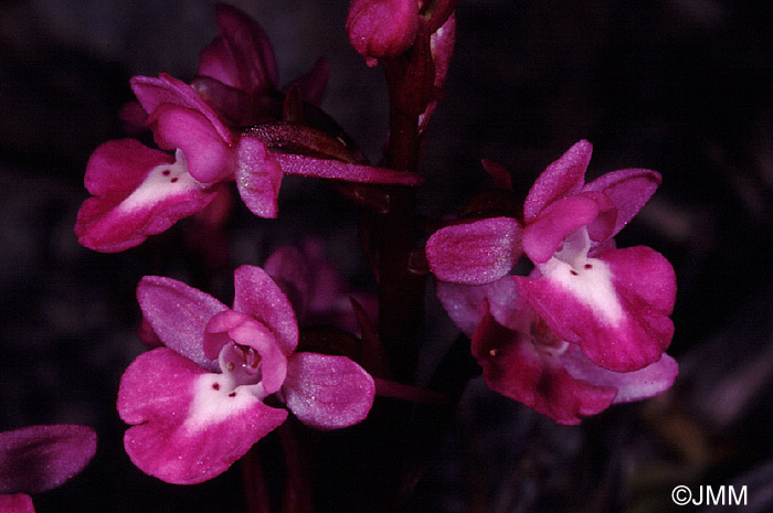 Orchis quadripunctata