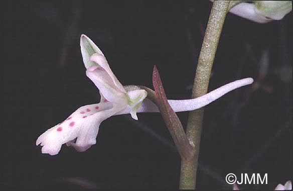 Orchis de Sitia f. blanche