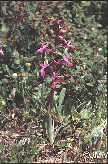 Orchis sitiaca 