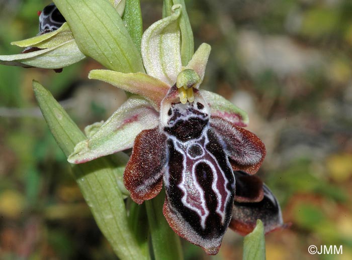 Ophrys ariadnae