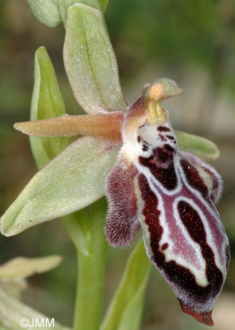 Ophrys ariadnae