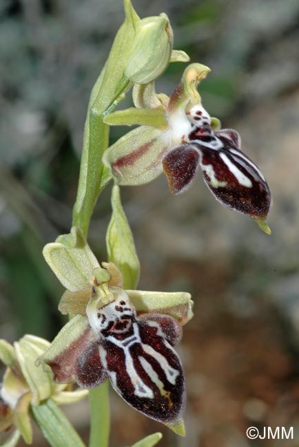 Ophrys ariadnae