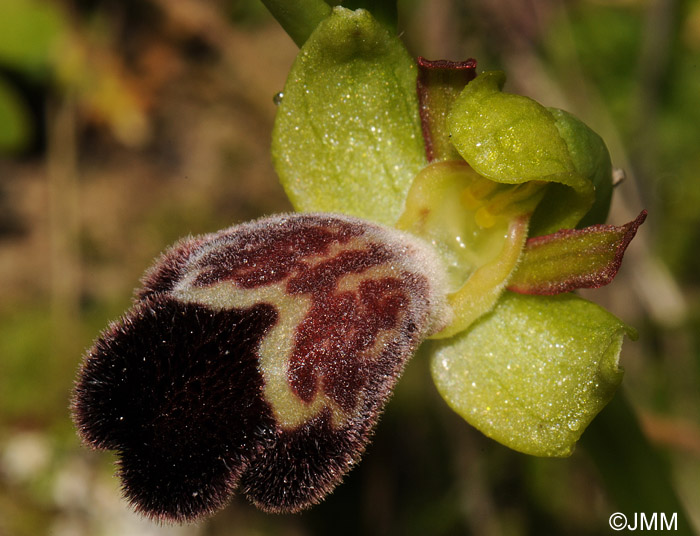 Ophrys basilissa