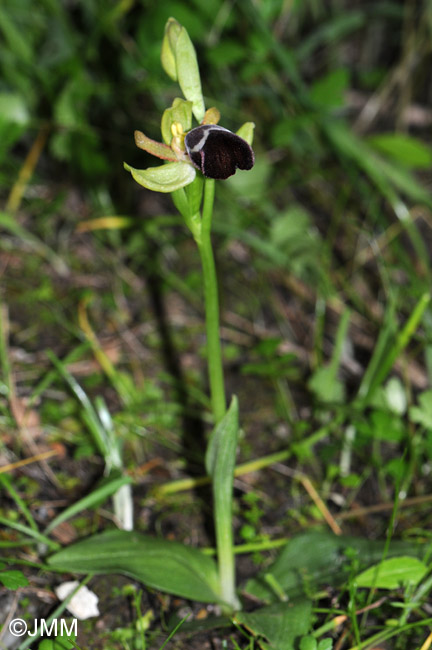 Ophrys basilissa