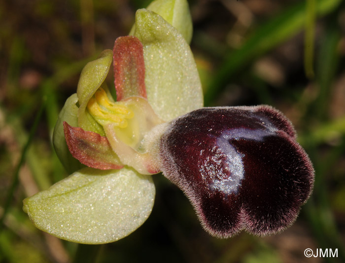 Ophrys basilissa