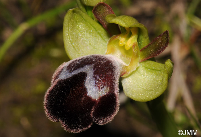 Ophrys basilissa