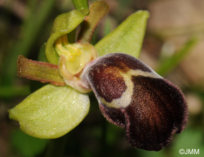 Ophrys basilissa