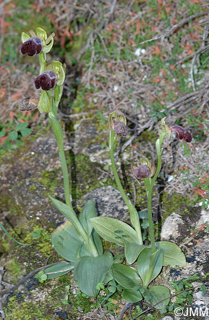 Ophrys basilissa