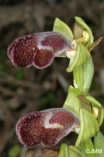 Ophrys basilissa