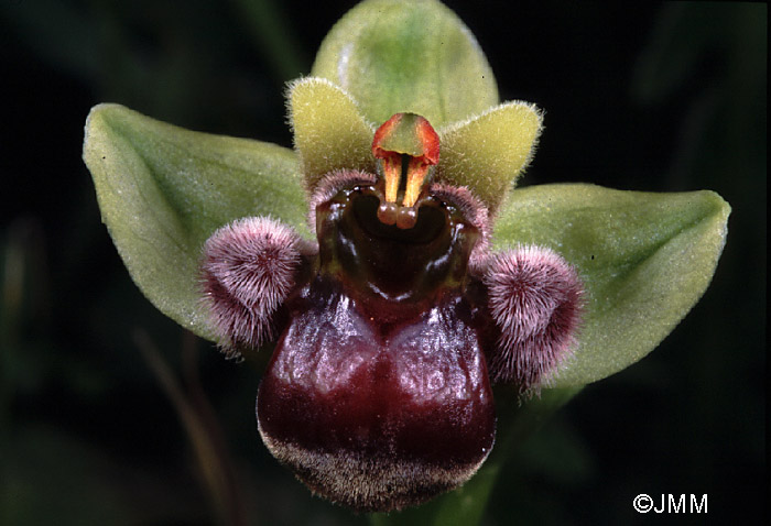 Ophrys bombyliflora