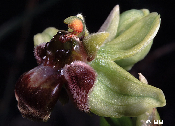 Ophrys bombyliflora