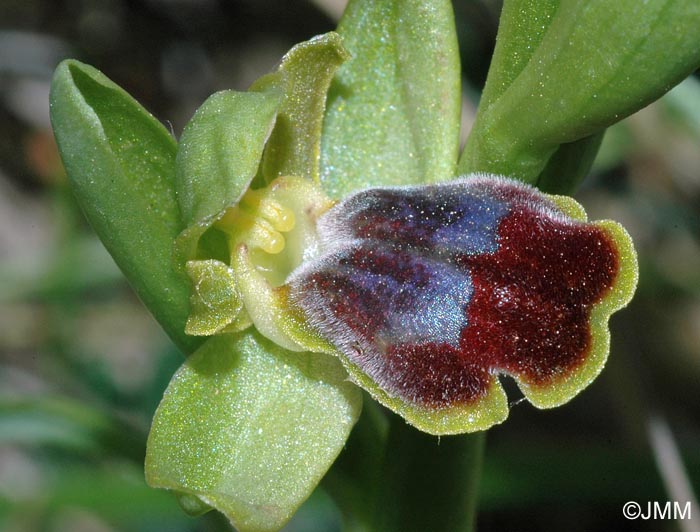 Ophrys cinereophila
