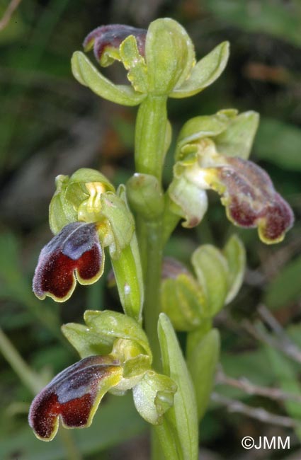 Ophrys cinereophila