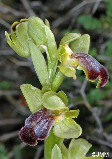 Ophrys cinereophila