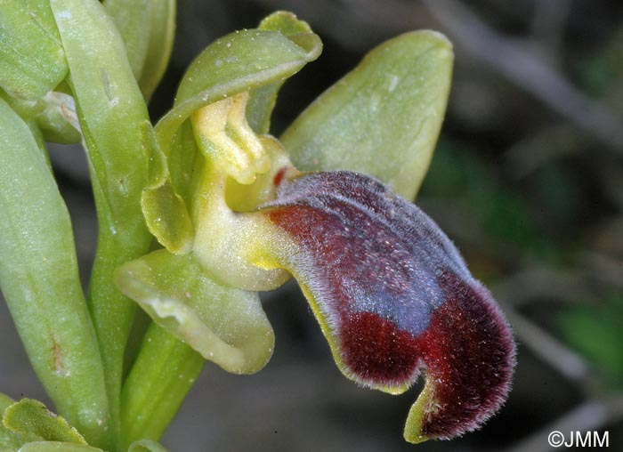 Ophrys cinereophila