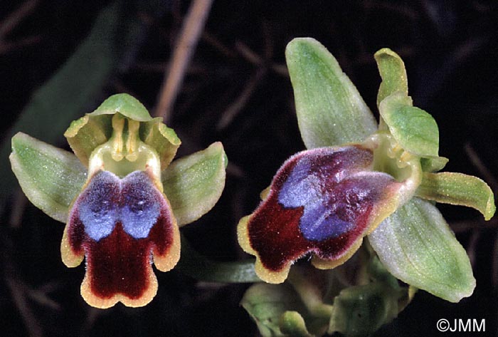 Ophrys creberrima