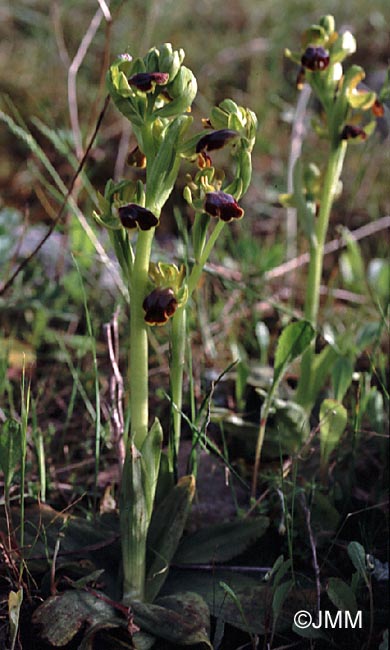 Ophrys creberrima