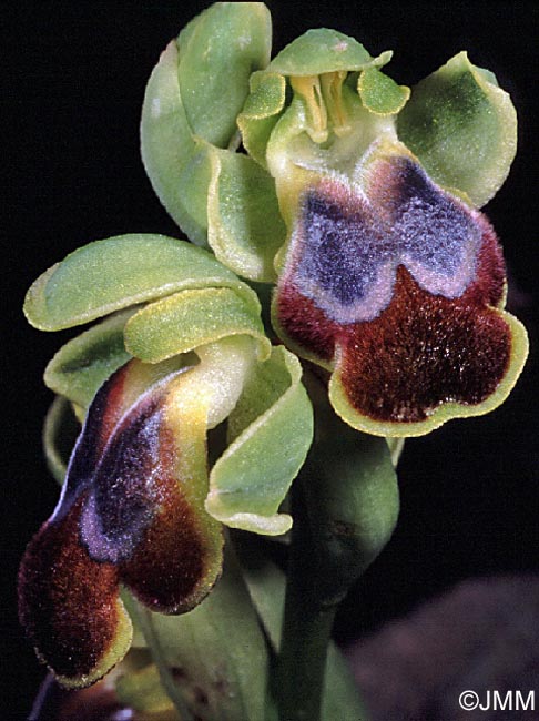 Ophrys creberrima