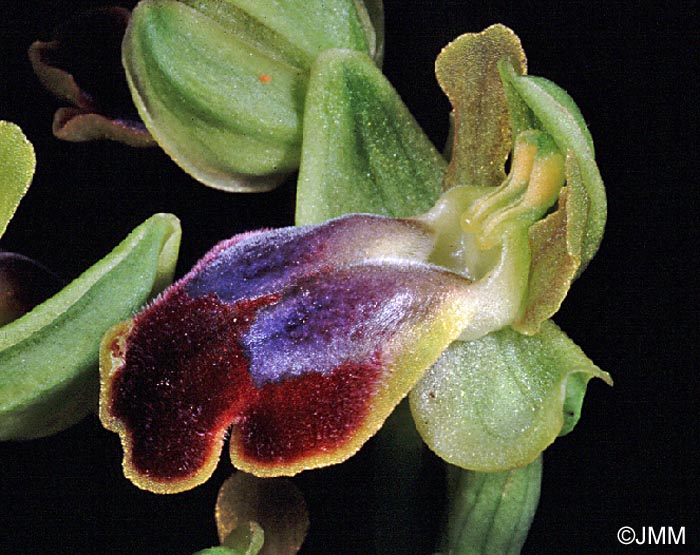 Ophrys creberrima