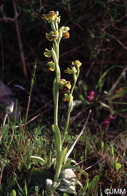 Ophrys creberrima