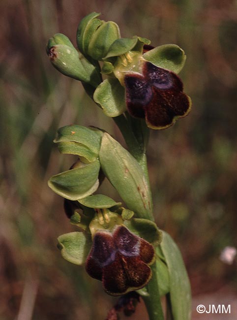 Ophrys creberrima