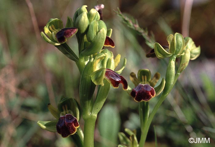 Ophrys creberrima