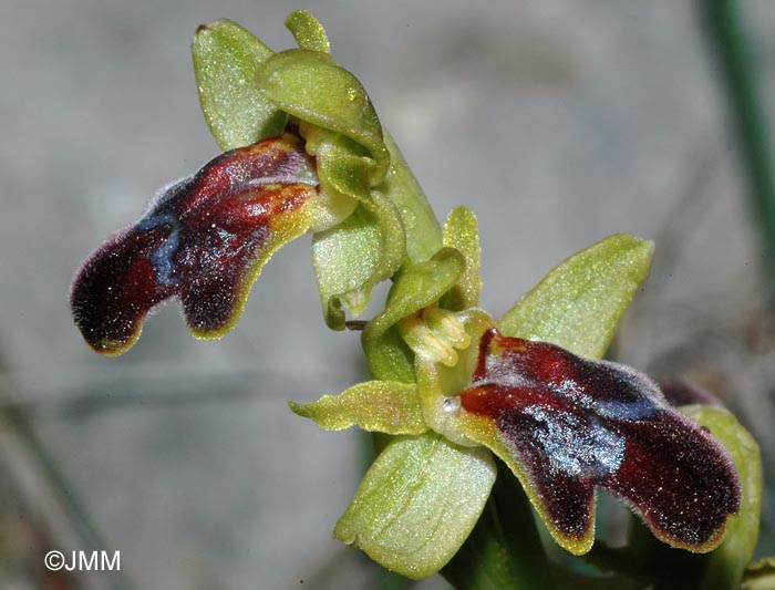 Ophrys cressa