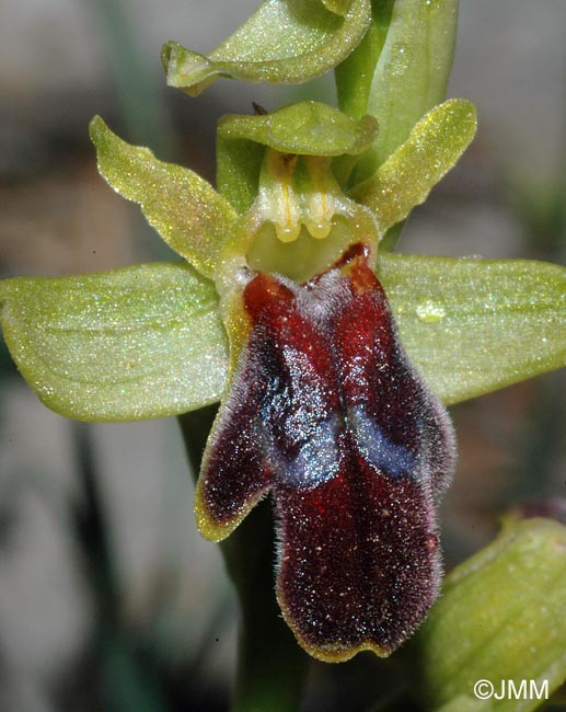 Ophrys cressa