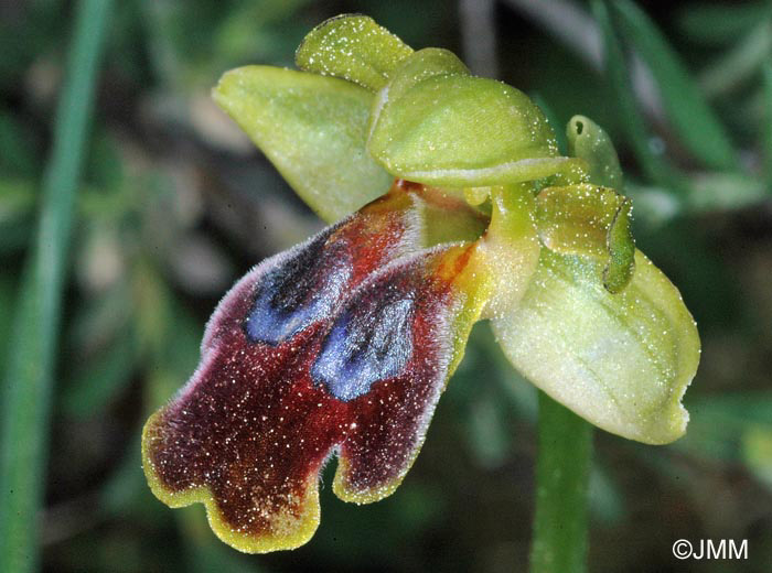 Ophrys cressa