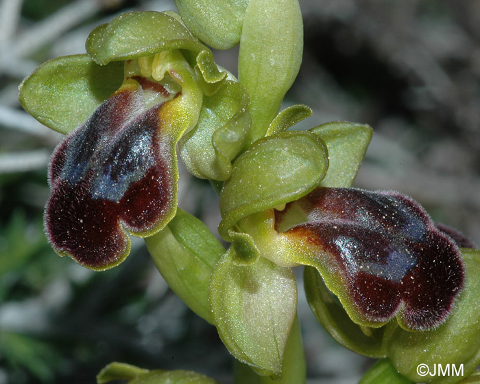 Ophrys cressa