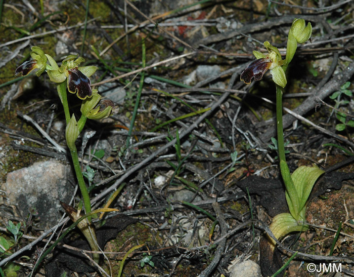 Ophrys cressa