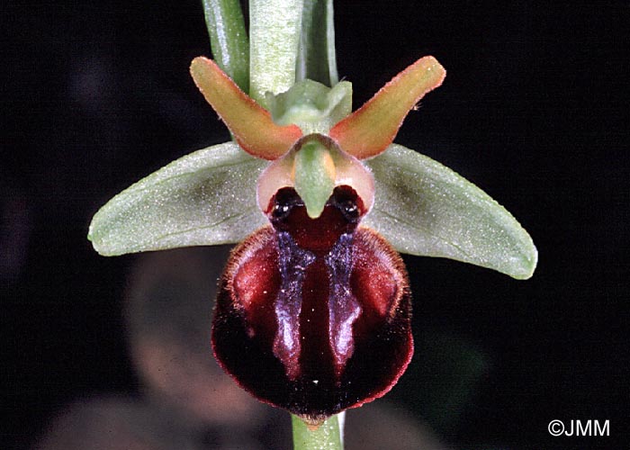 Ophrys cretensis