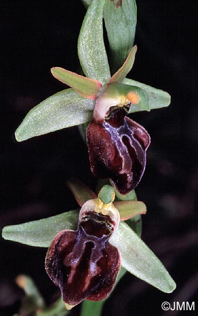 Ophrys cretensis