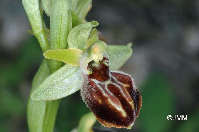 Ophrys cretensis