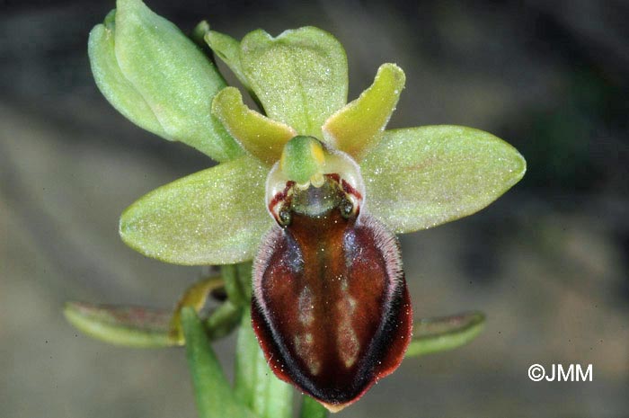 Ophrys cretensis