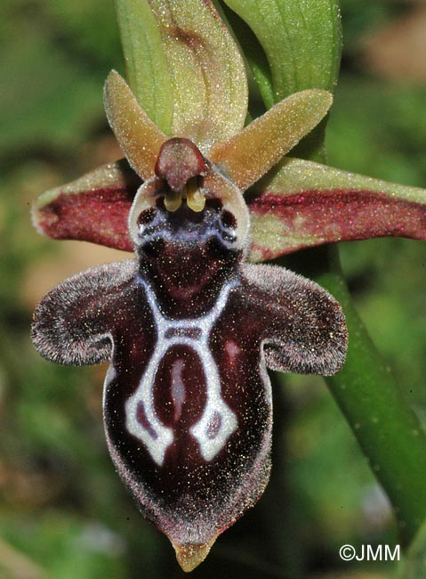 Ophrys cretica