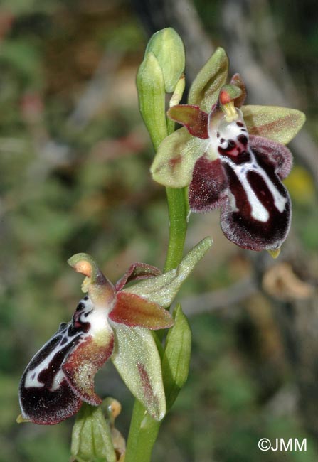 Ophrys cretica