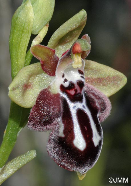 Ophrys cretica